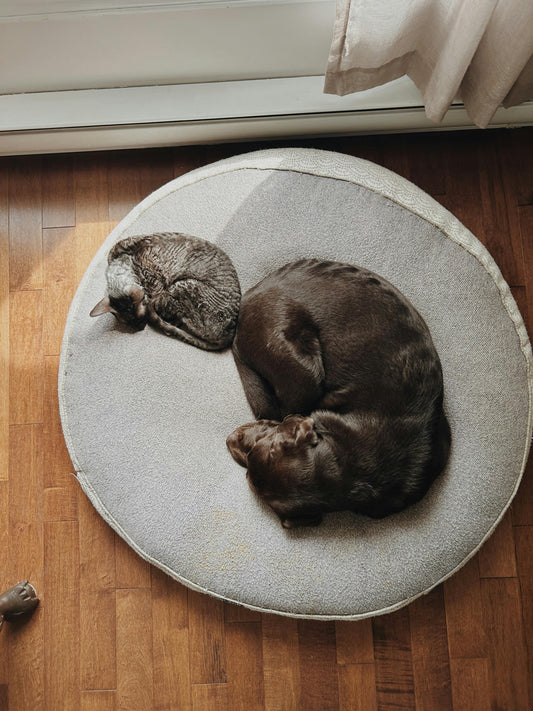 Les 10 erreurs à éviter quand on choisit un panier pour son chien (et comment bien faire)