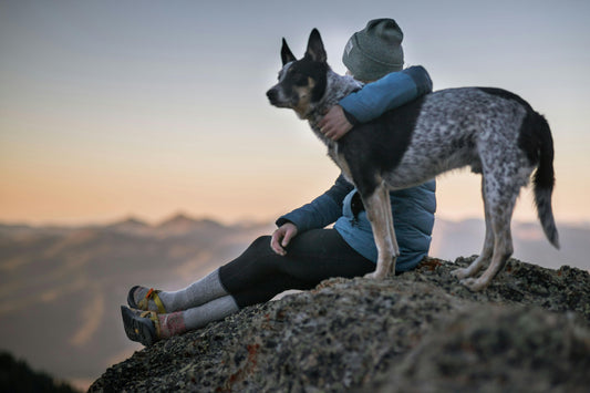Comment un chien dit "je t’aime" ? 7 signes de tendresse canine décryptés