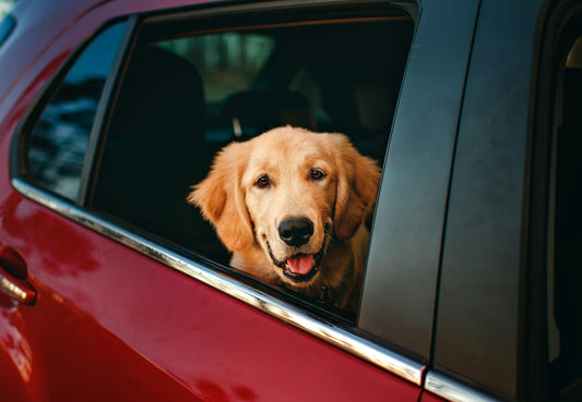 chien claire dans une voiture rouge