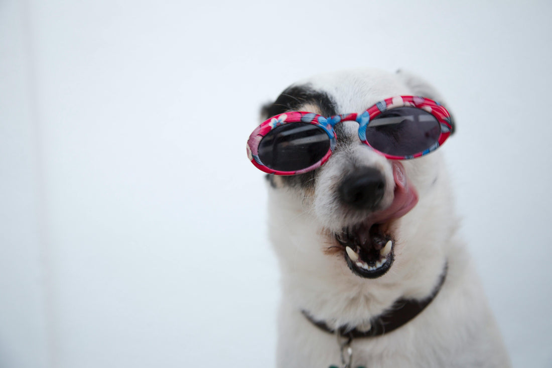 chien blanc portant des lunettes de soleil