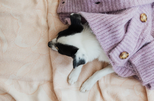 chien blanc et noir avec un gilet violet