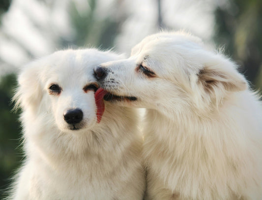 chien blanc qui lèche un autre chien blanc