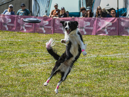 chien blanc et noir jouant au Frisbee