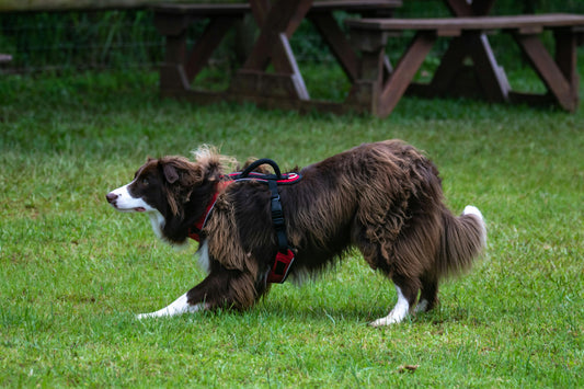 chien avec un harnais dans l'herbe
