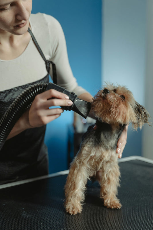 Chien qui se fait toiletter par une femme qui utilise un pulseur. Le Chien est sur une table de toilettage et se fait sécher par un pulseur chien