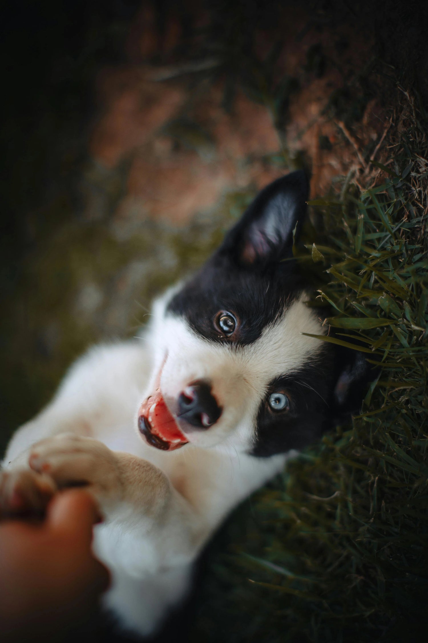 image d'un chiot sur le dos jouant avec son maître. Le chiot est de couleurs blanc et noir et il est couché dans l'herbe verte. Image collection chiot de boutiquechien