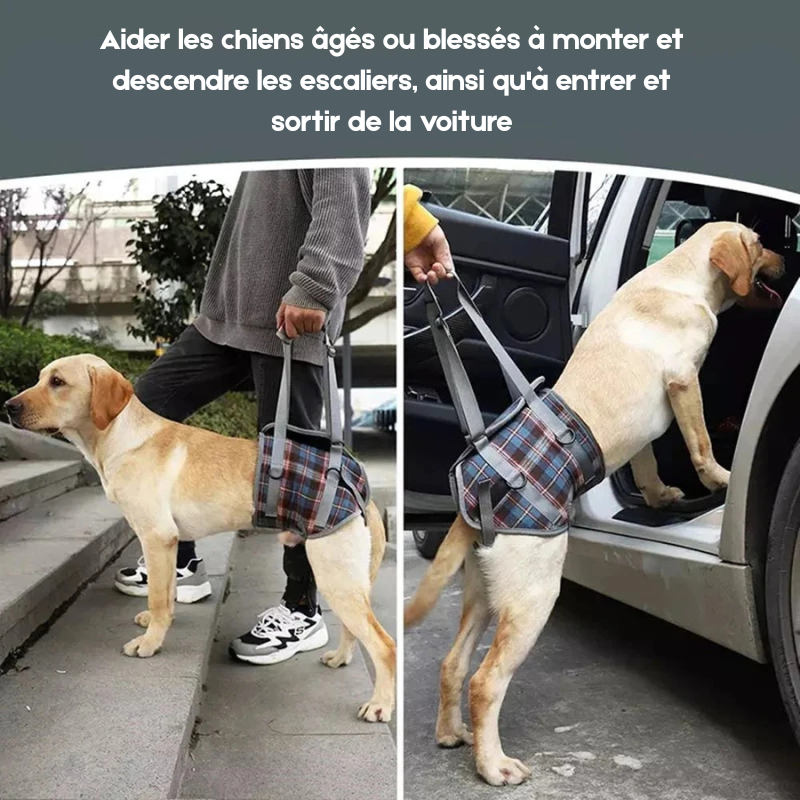 Images montrant un grand chien de couleur blanc se faisant soulager son dos par un harnais pour chien gris et bleu. Image produit Boutiquechien