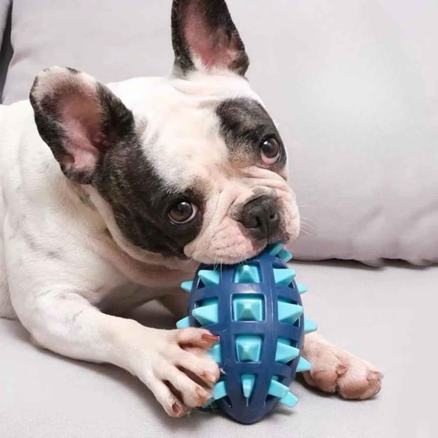 Buldog jouant avec sa balle indestructible à pique de couleur bleu. La balle est faite pour les chiens qui mordillent. Image produit Boutiquechien