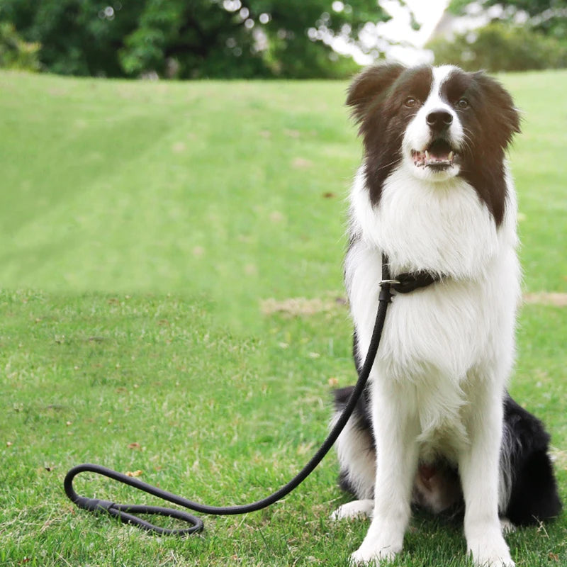 Chien assis dans l'herbe verte. Le chien est de couleurs noir et blanc portant une laisse lasso de couleur noir. image produit Boutiquechien