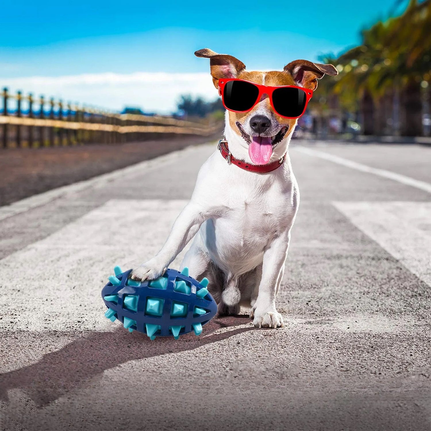 Chien blanc jouant avec sa balle de couleur bleu sur une route. Image produit Boutiquechien