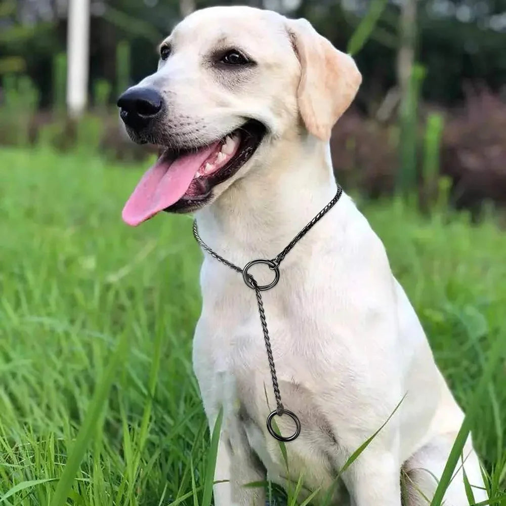 collier chien étrangleur de couleurs noir. Le chien est de couleur bleu et il est aussi dans l'herbe verte. Image produit Boutiquechien