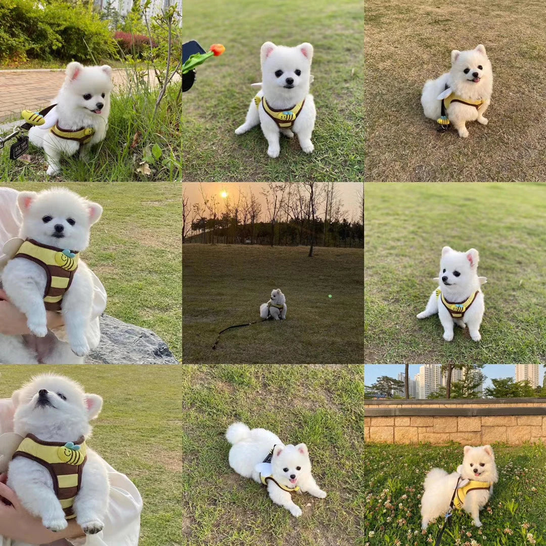 Chien blanc tout poilus avec un harnais au couleur des abeilles. Le chien est dans l'herbe verte. Image produit Boutiquechien