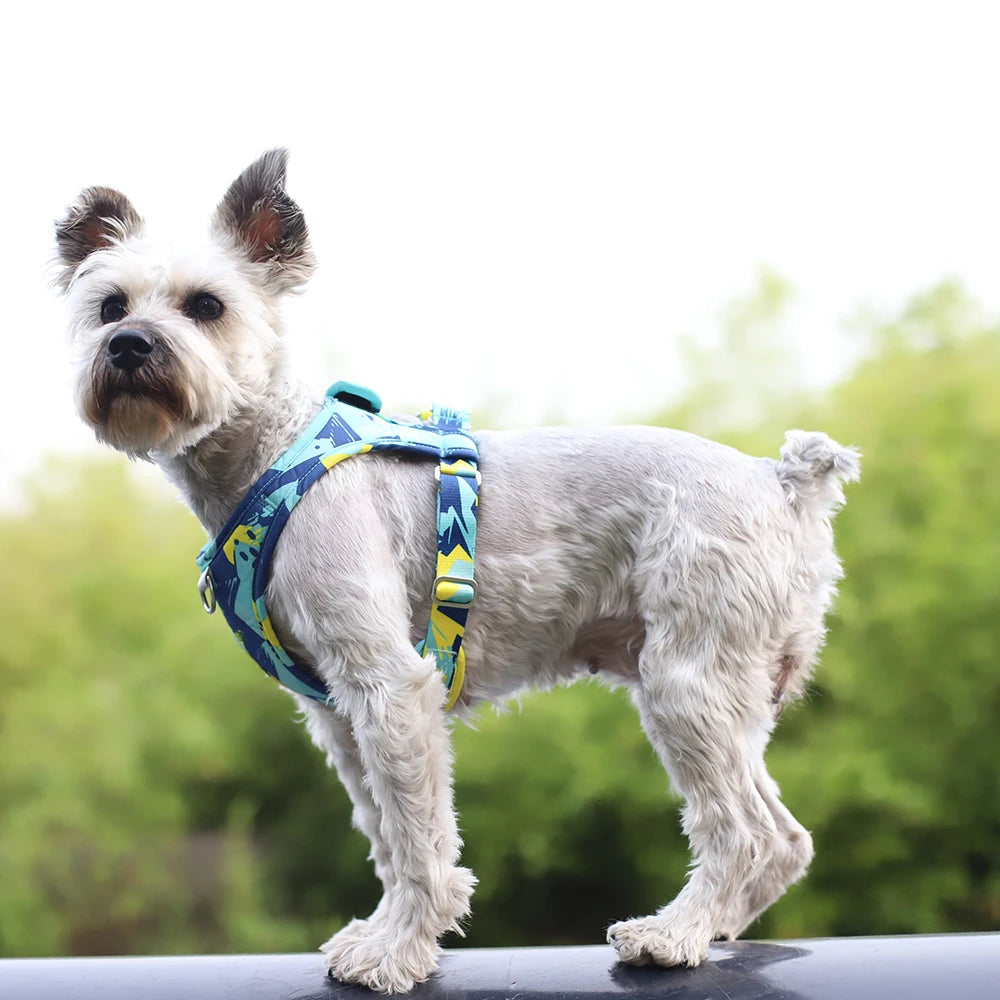 Chien blanc avec harnais chien Bleau. Le chien blanc avec en fond des arbres. Image produit Boutiquechien