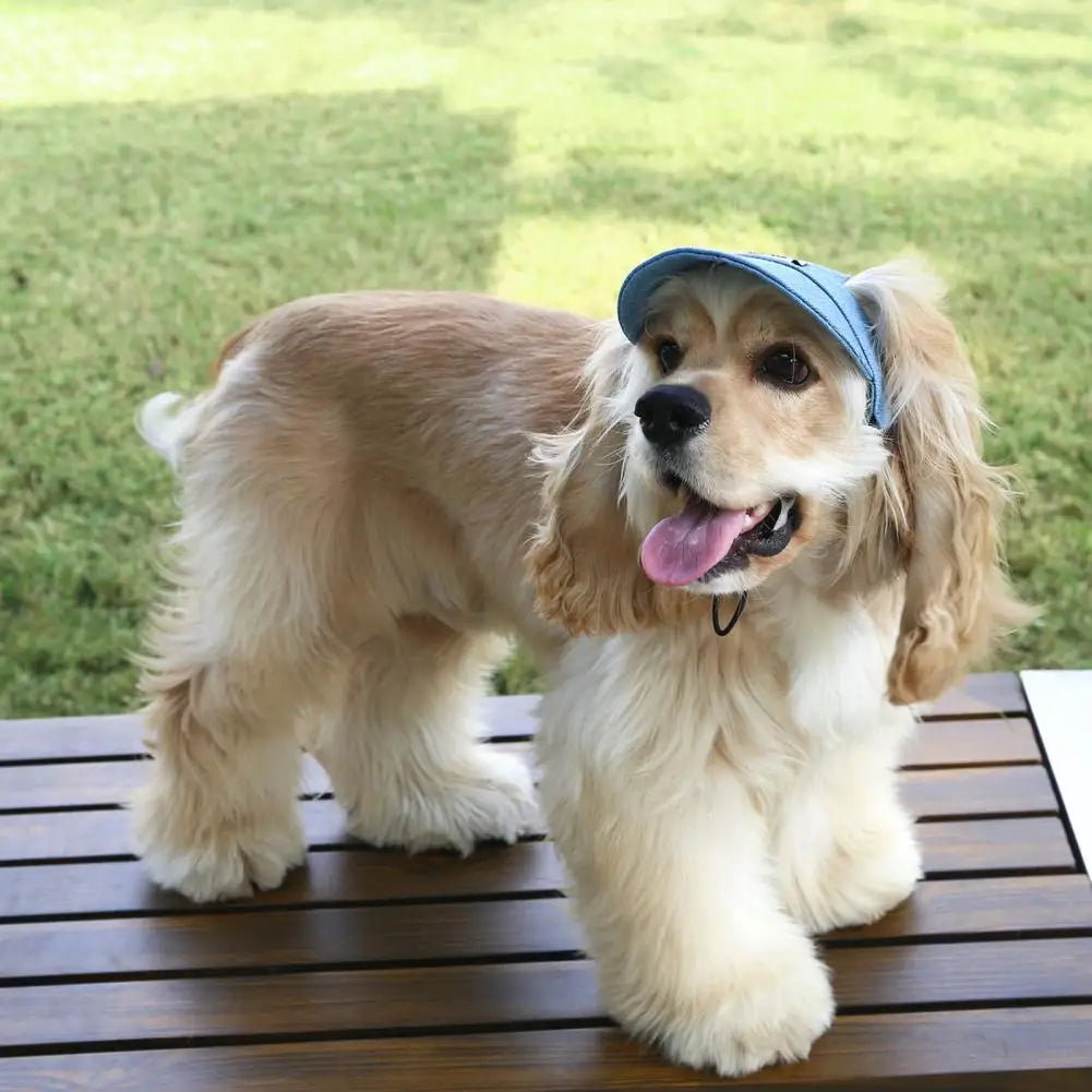 Chien de couleur blanc portant une casquette de couleur bleu debout sur un banc foncé. Image produit Boutiquechien