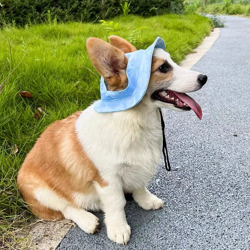 Chien de tailles moyenne de couleur roux et blanc assis ur du goûtera proche de l'herbe verte. Le chien porte un bob de couleur bleu. Image produit Boutiquechien