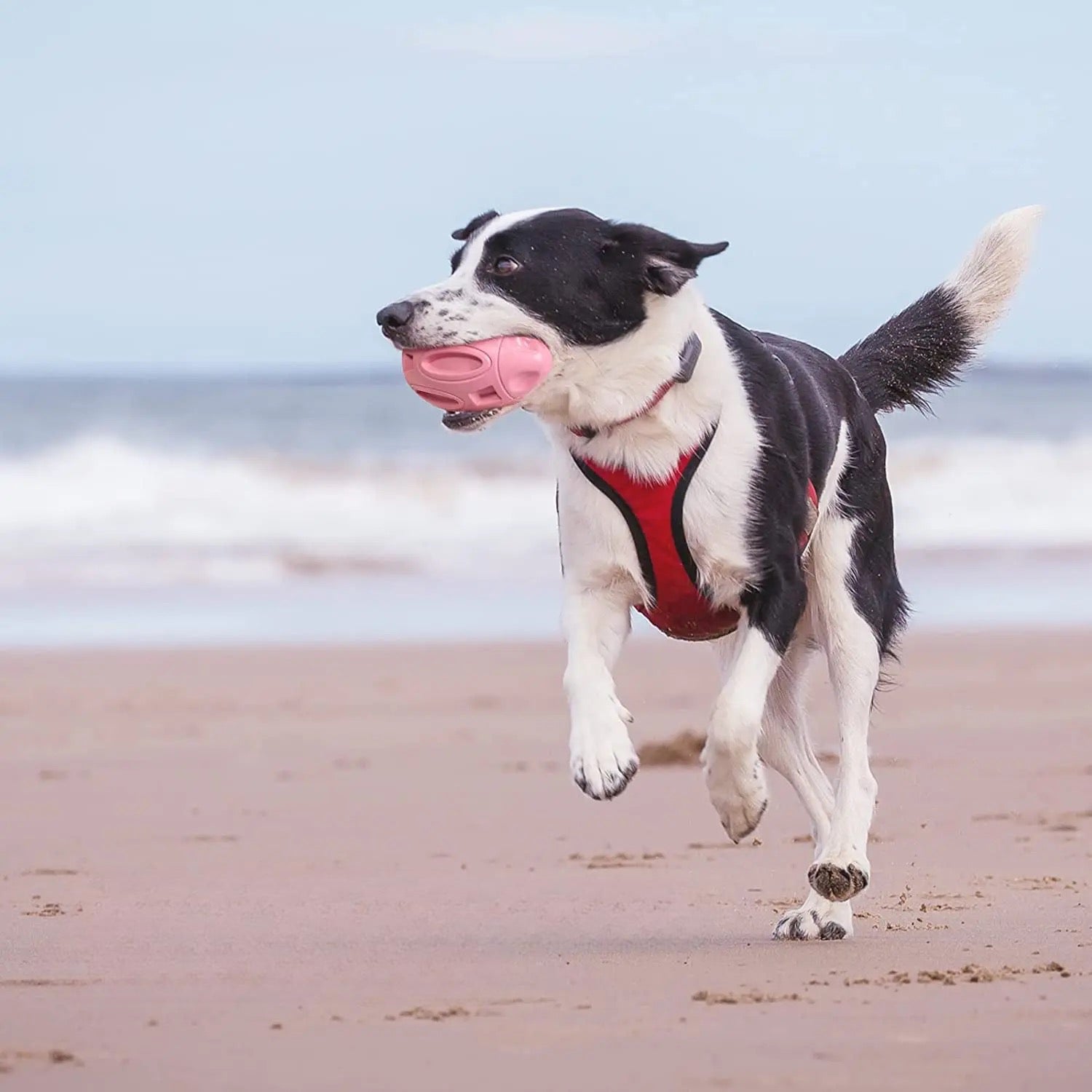 Chien de couleurs noir et blanc, portant un harnais de couleur rouge. Le chien court sur la plage avec avec la mer en fond. Image produit Boutiquechien