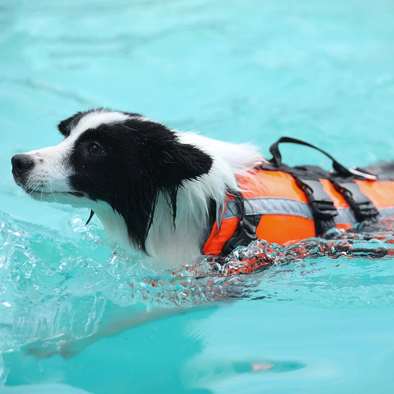Chien de taille moyenne de couleur blanc et noir portant un harnais réfléchissant orange et noir pour faire flotter son chien dans l'eau. Image produit Boutiquechien