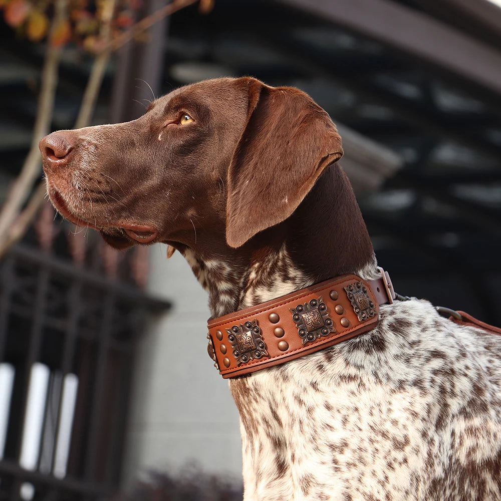 chien de couleur blanc et brun avec le collier chien cuir à perle de boutiquechien