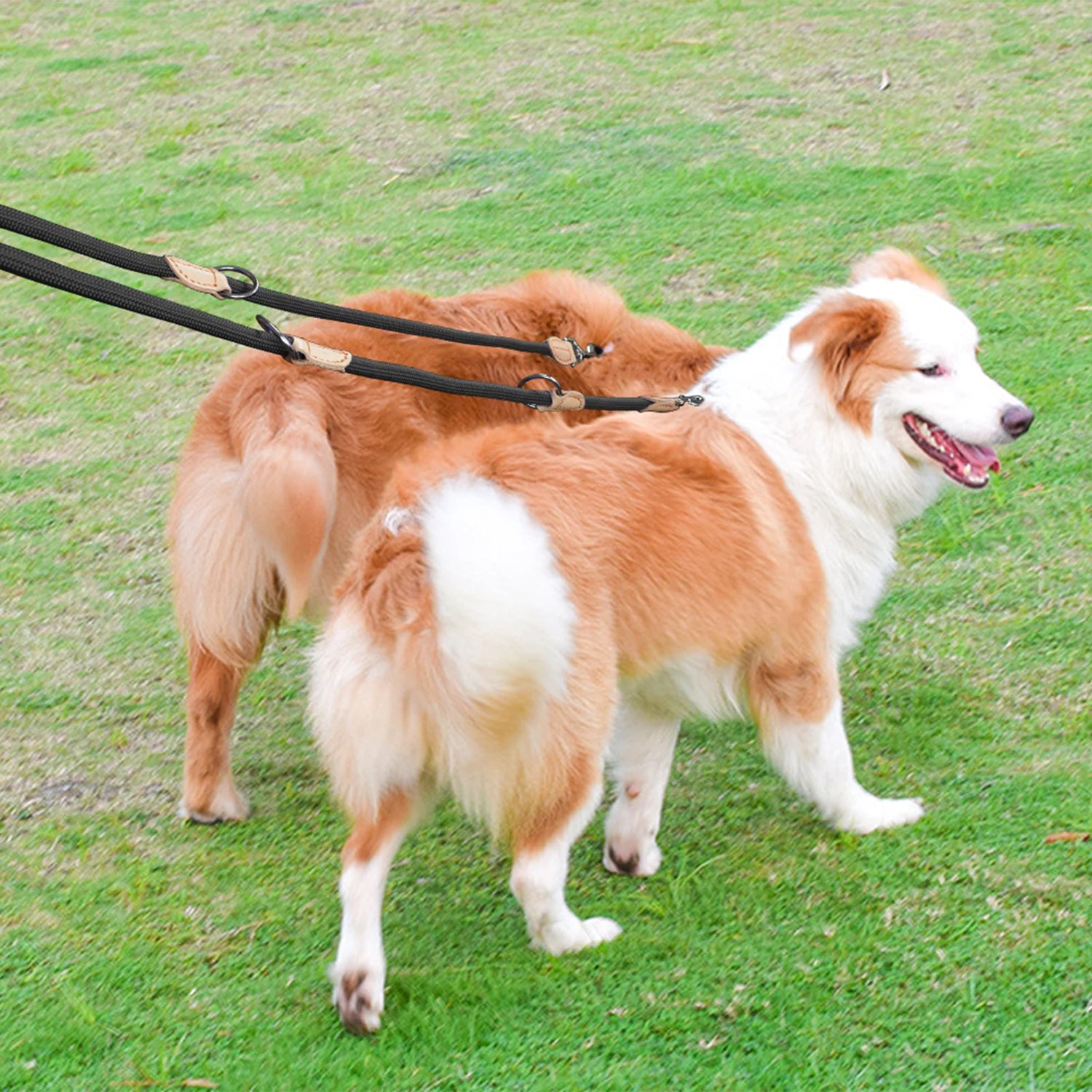 Laisse double noir en nylon résistant. Les chiens sont de couleurs blanc et roux dans l'herbe verte. Image produit Boutiquechien