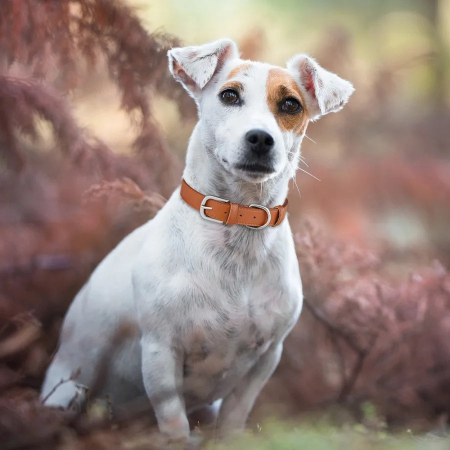 Collier chien de couleur brun style cuir sur un chien blanc de race de chien. Image produit Boutiquechien