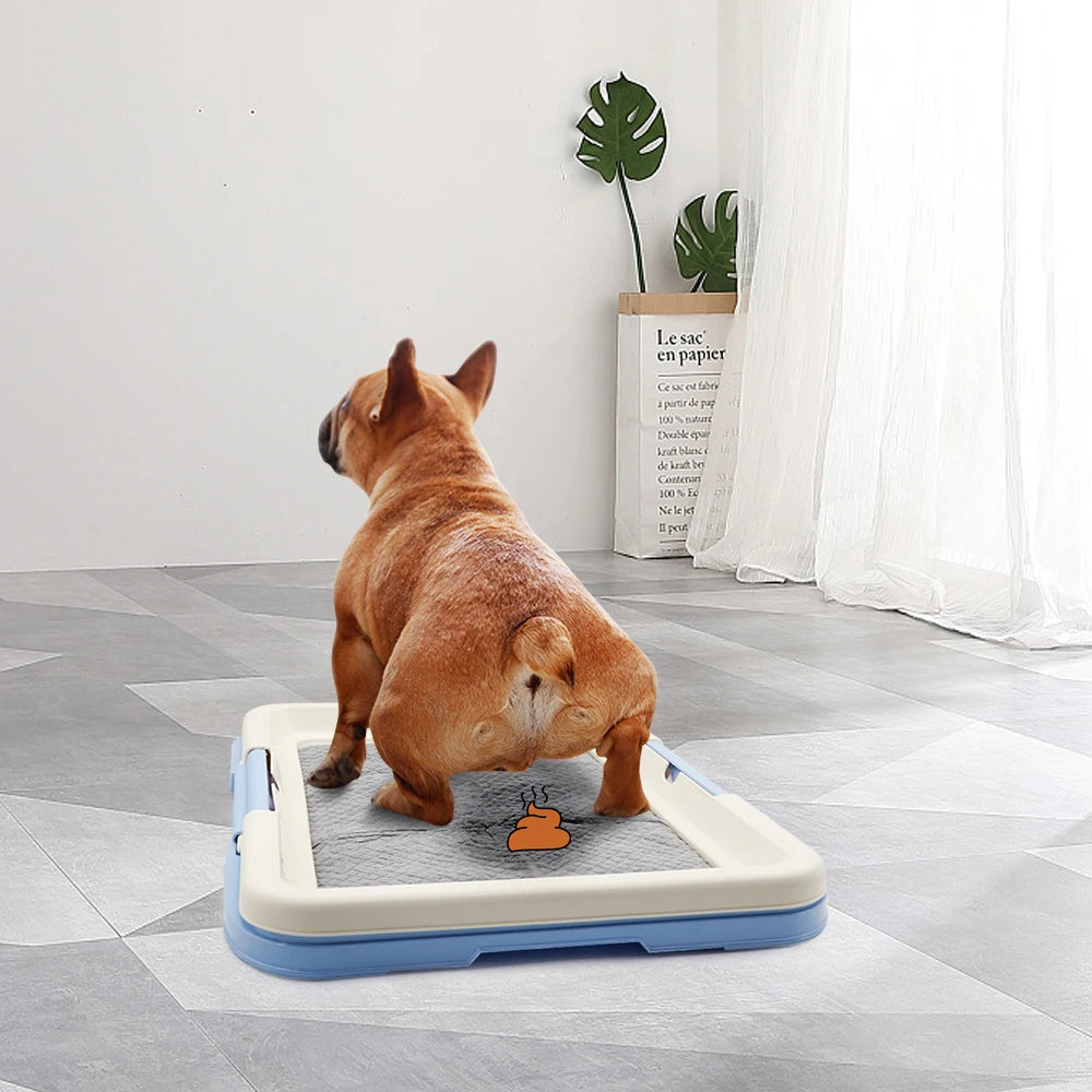 Tapis chien de propreté de couleur bleu et blanc sur le tapis de protection avec en fond un mur blanc. Le chien est un buldog de couleur brun qui fait ses besoins sur le tapis chien bleu. Image produit Boutiquechien