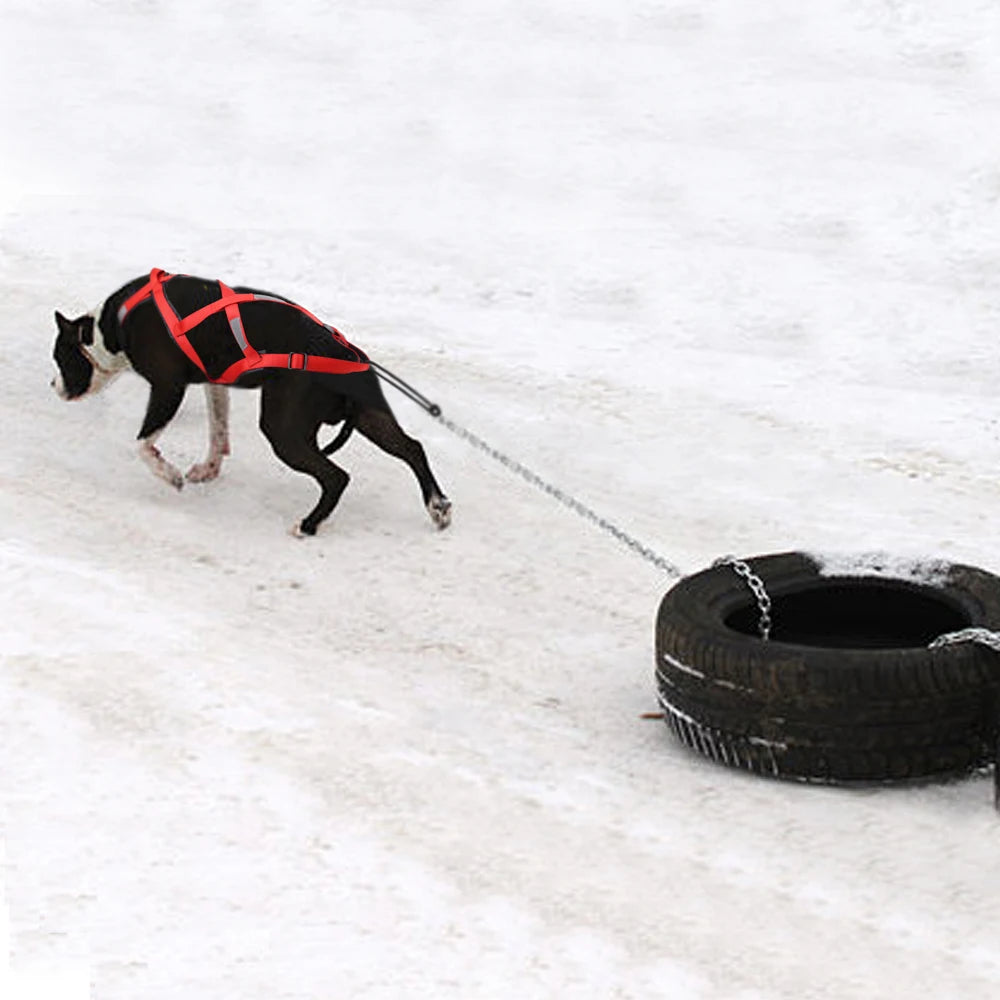 Chien tirant un pneu sur la neige avec le harnais canicross de couleur rouge. Image produit Boutiquechien