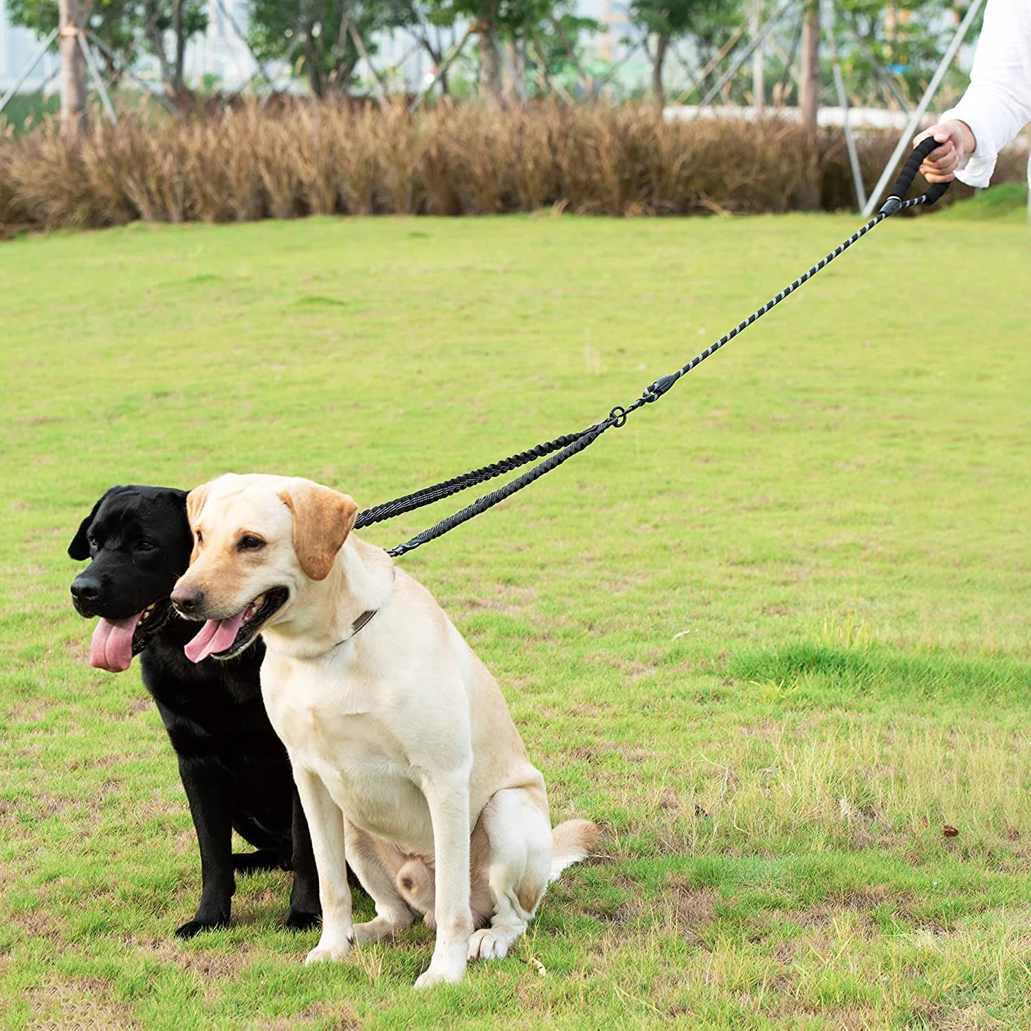 Deux chiens promener par une laisse de couleur noir. Les chiens sont de couleurs noir et bleu dans un parc de couleur vert. Image produit Boutiquechien