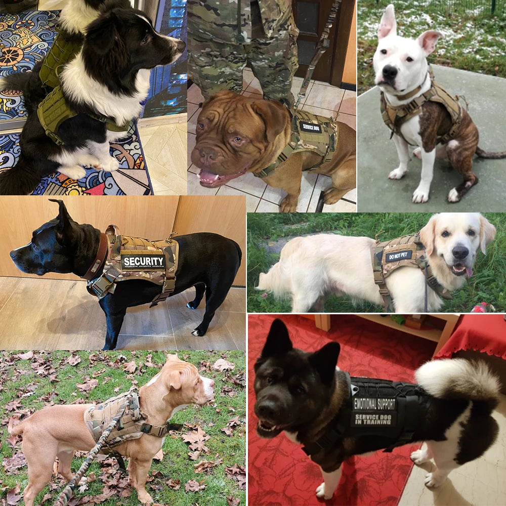 de nombreux chien avec le harnais résistant et durable de boutiquechien