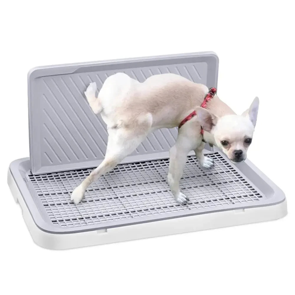 Chihuahua urinant sur le tapis de propreté blanc. Image produit Boutiquechien