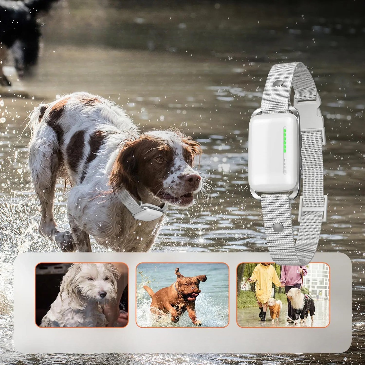 Collier chien de couleur blanc porté par un chien de chasse qui court dans l'eau. L'image montre plusieurs situation où le chien est mouillé. Image produit Boutiquechien