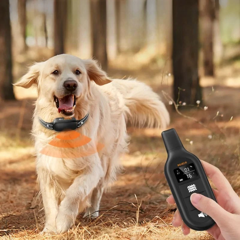 Collier chien de dressage multi fonctions avec télécommande de couleur noir aussi. Le chien est un golden retriever blanc qui court dans les bois. Image produit Boutiquechien