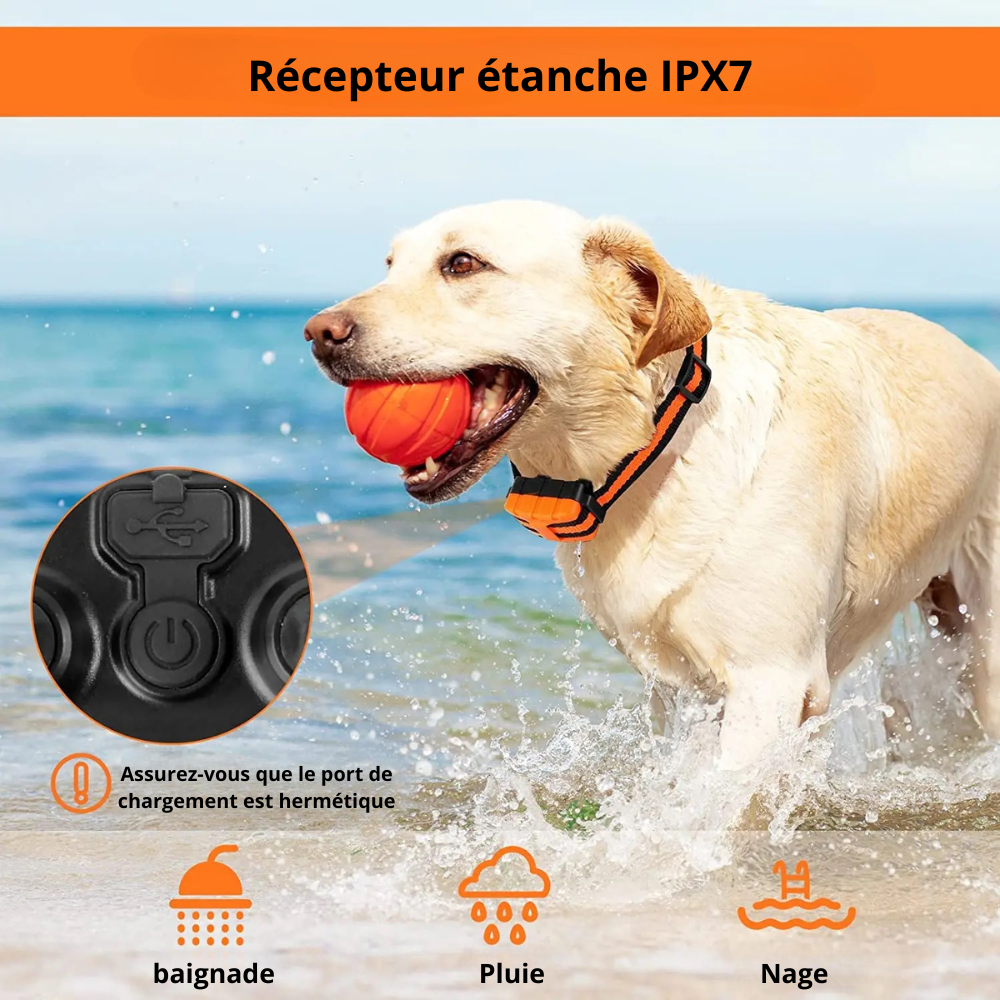 Golden retriever blanc jouant dans la mer avec son collier chien de dressage orange. Image produit Boutiquechien