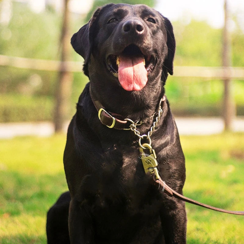 Collier chien anti traction de couleur brun. Chien assis dans un parc avec le collier chien anti traction de Boutiquechien