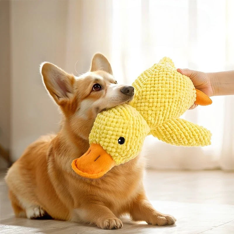 peluche canard de couleur jaune utilisé par un corgi de couleur claire qui joue avec la peluche dans une pièce de couleur claire. Image produit Boutiquechien