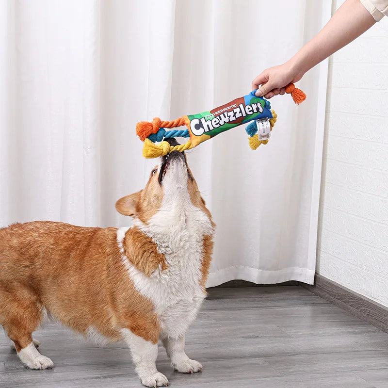 Corgi blanche et roux jouant avec le jouet corde multicolore résistante. Image produit Boutiquechien
