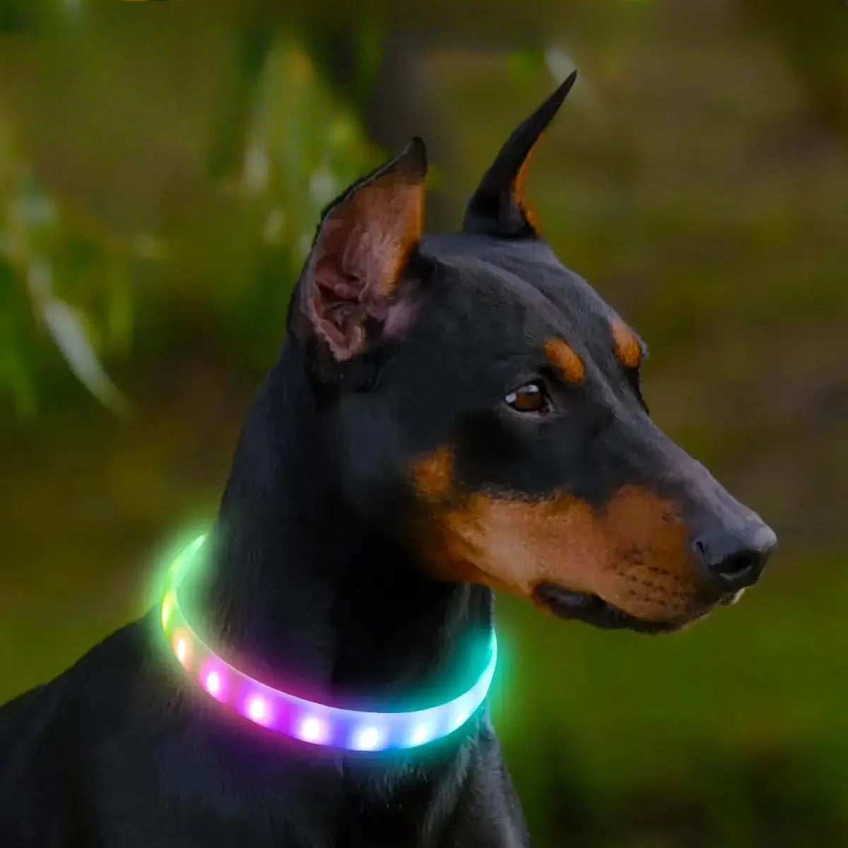 Doberman portant un collier chien lumineux très coloré. Le chien est dans un bois de couleur vert. Image produit Boutiquechien