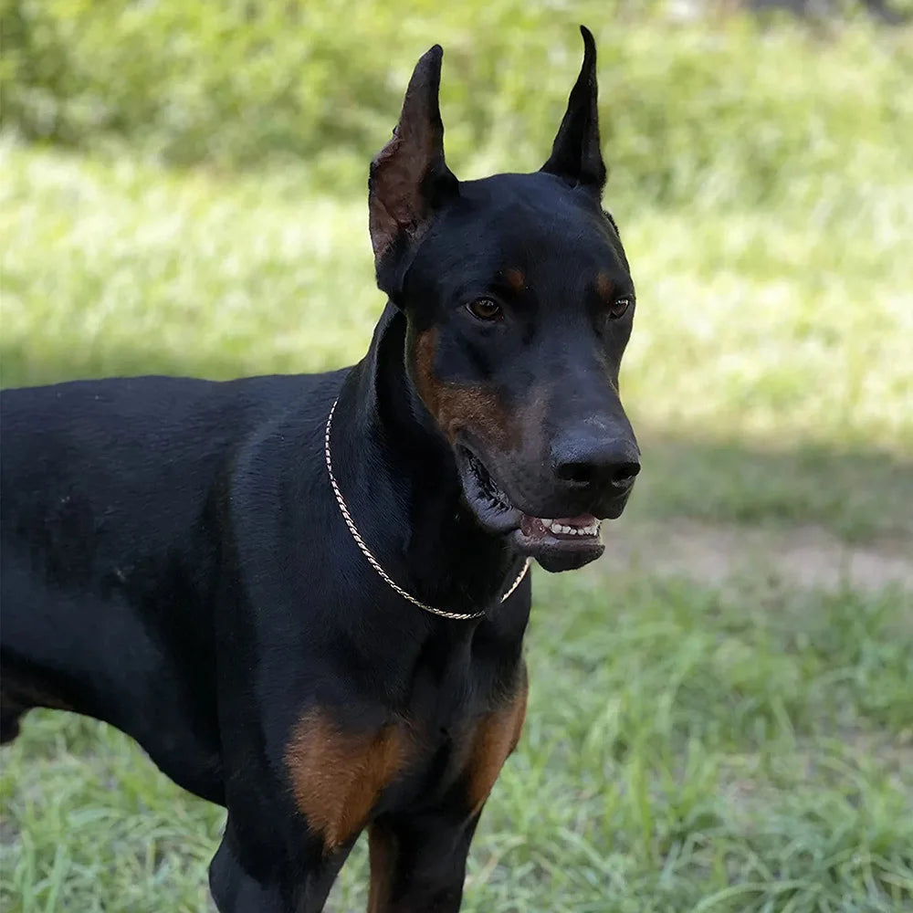 collier chien fin étrangleur de dressage pour grand chien et petit chien. Image produit Boutiquechien