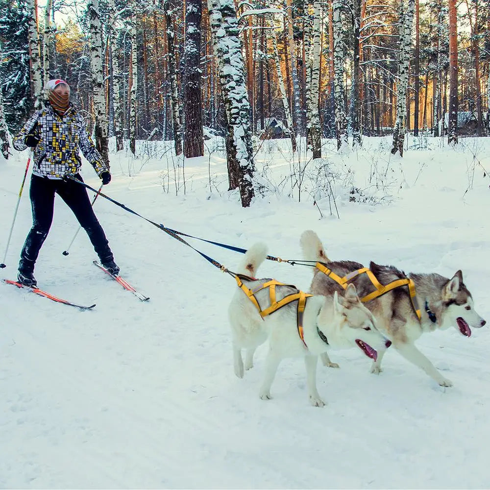 Femme avec des ski dans la neige skiant avec ses deux chiens dans une forêt blanche. Les deux chiens sont des Husky Image produit Boutiquechien