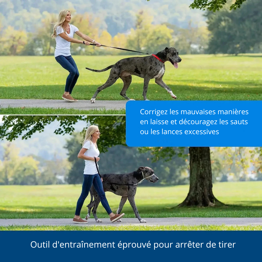 Fonctionnement du licol chien de couleur blanc. Le licol à pour but de limiter la traction des chiens. Image produit Boutiquechien
