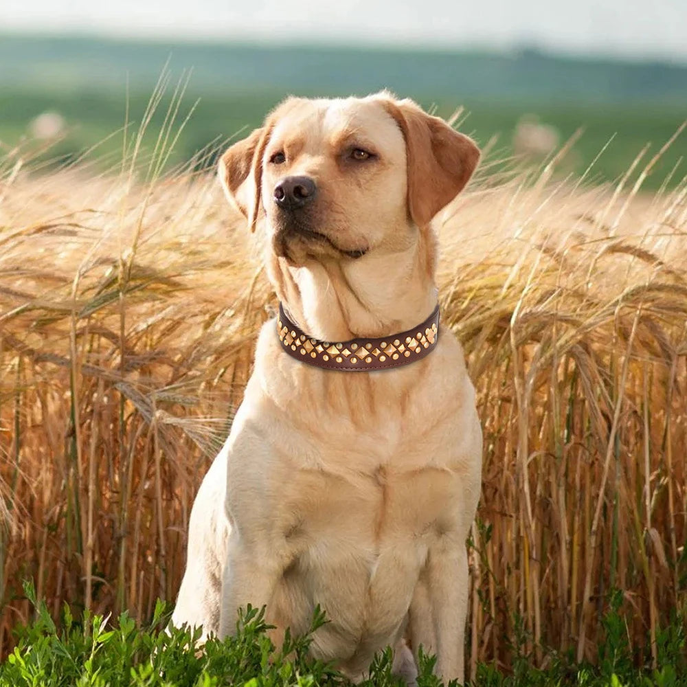 Golden retriever assis devant un champ de blé. Le chien blanc porte un collier chien cuir de couleur brun avec des perles. Image produit Boutiquechien
