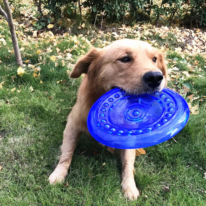 Golden retriever de couleur bleu jouant avec son Frisbee résistant et durable de couleur bleu. Image produit Boutiquechien