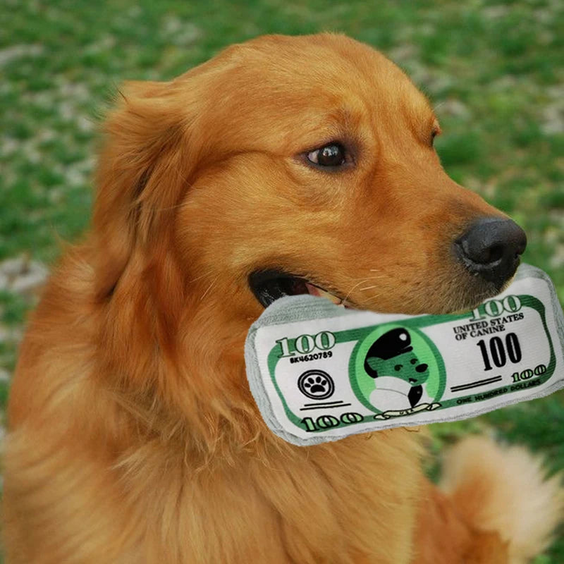 Golden retriever de couleur brun jouant avec un billet chien en peluche pour chien. Image produit t Boutiquechien
