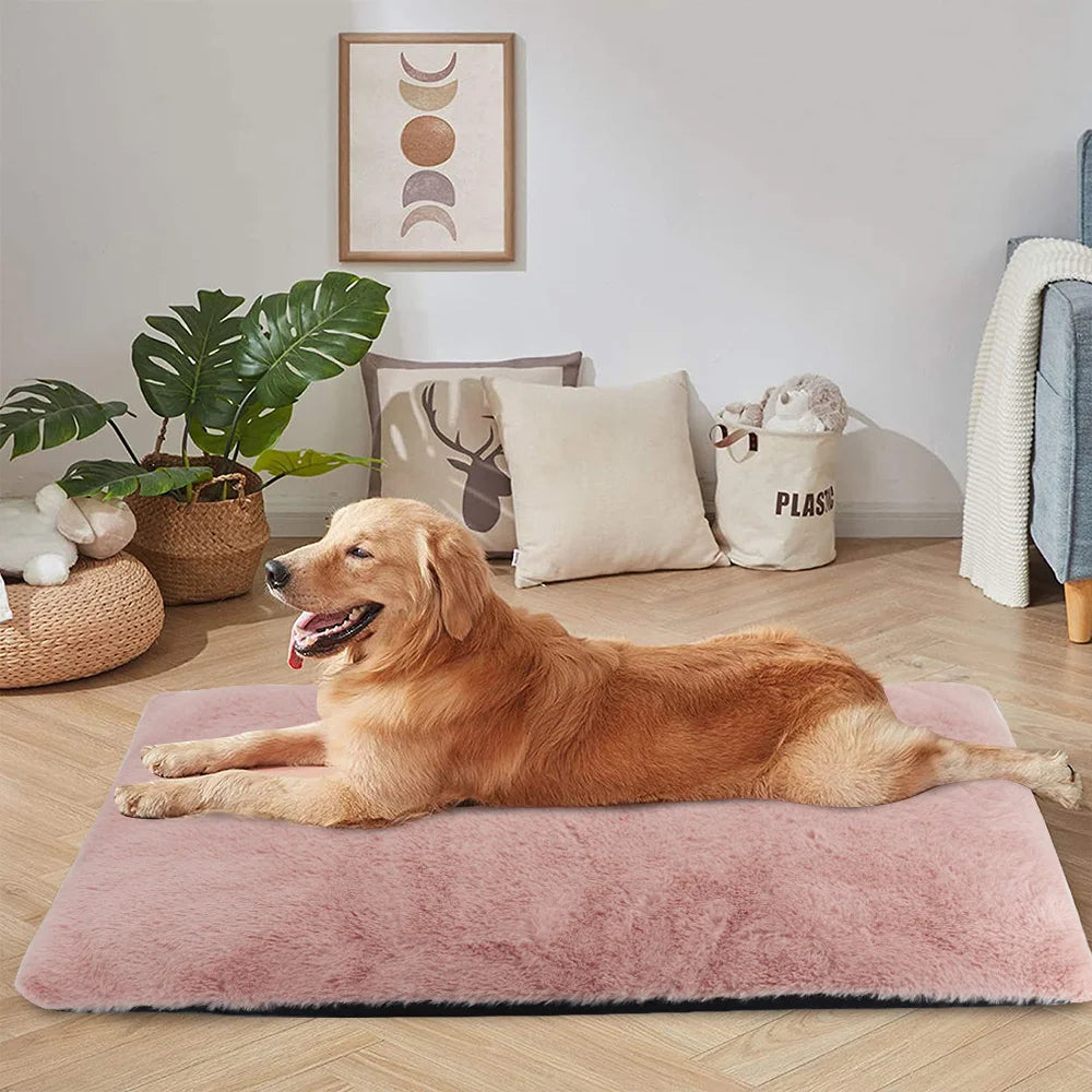 Golden retriever de couleur brun couché sur son tapis chien de couleur rose avec en fond un mur blanc et une plante verte. Image produit Boutiquechien