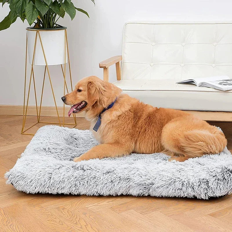 Golden retriever roux couché sur un tapis de couleur gris dans un salon de couleur claire. Le tapis chien est de couleur gris et il est très moelleux. En fond il y a un canapé blanc et une plante verte. Image produit Boutiquechien