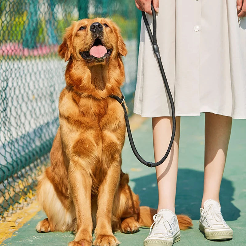 laisse lasso pour chien golden retriever roux maintenu par une laisse lasso noir. image produit Boutiquechien