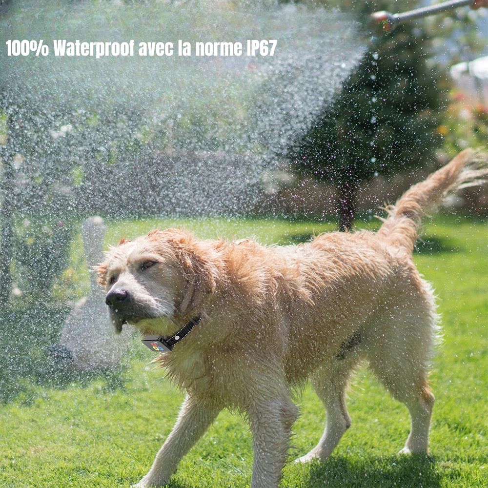 Golden retriever blanc portant le collier chien noir résistant à l'eau. Image produit Boutiquechien