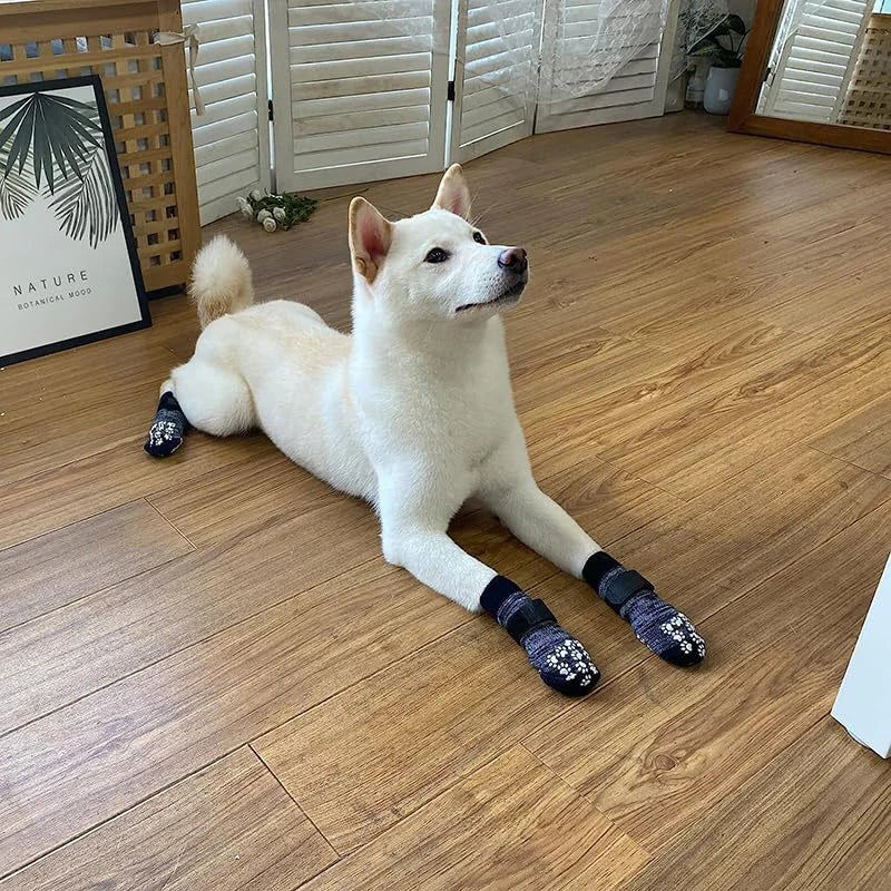 Grand chien de couleur blanc portant des chaussettes grises dans un salon de couleur claire de boutiquechien