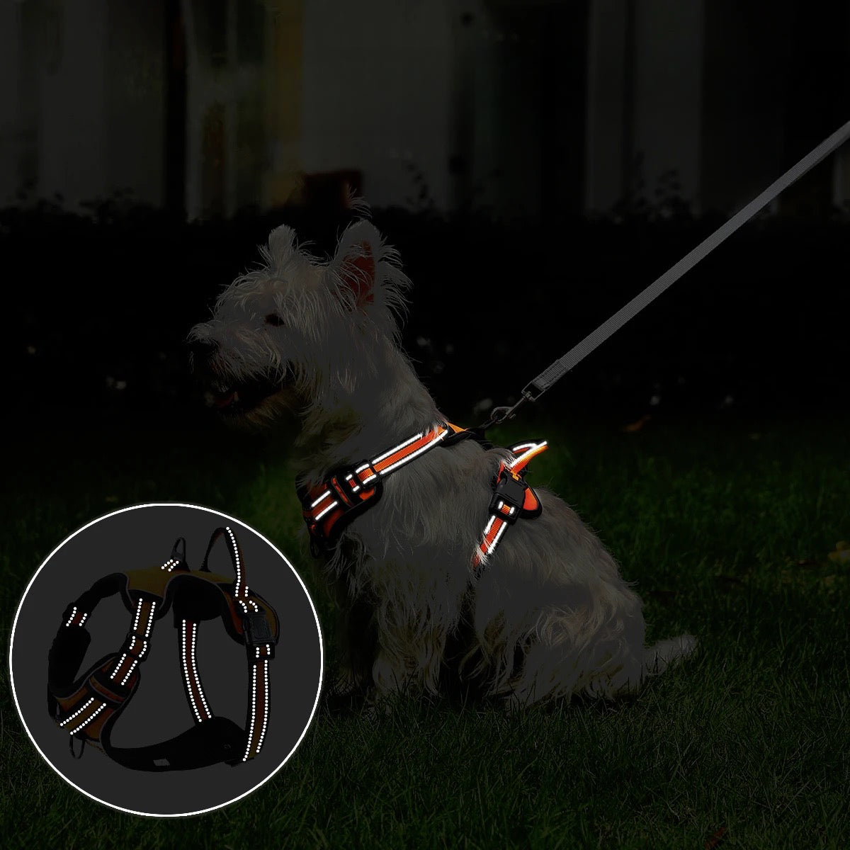 Harnais pour petit chien orange réfléchissant pour être visible la nuit lors des promenades. Le chien blanc est assis dans le noir avec le petit harnais orange. Image produit Boutiquechien