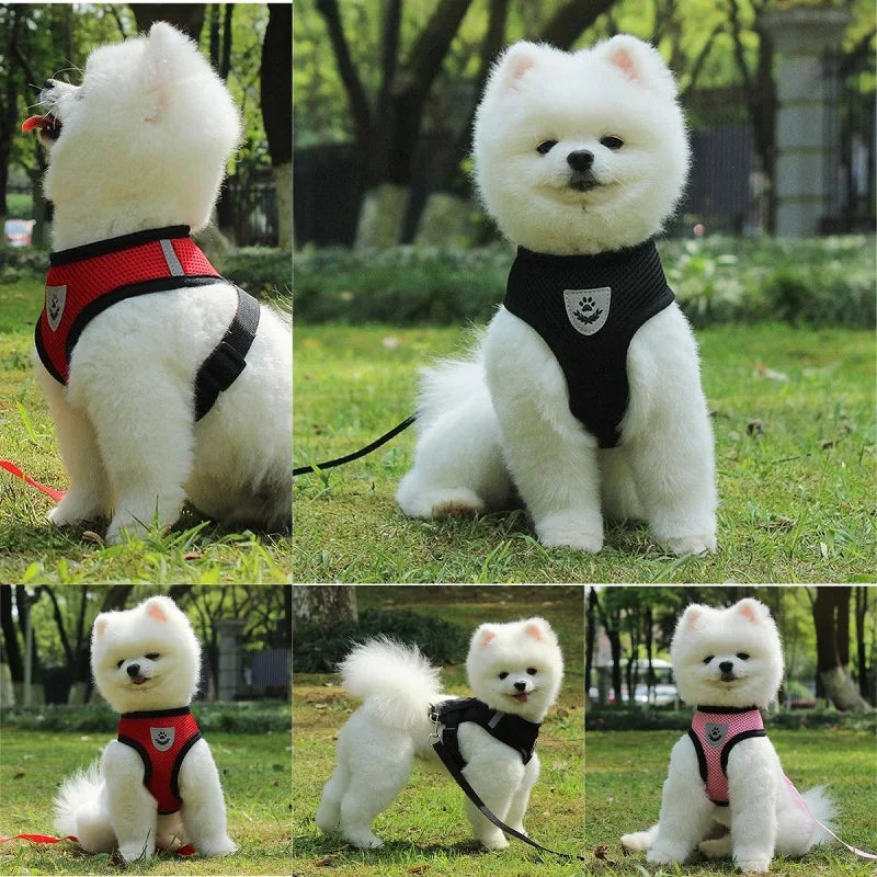 Petit chien blanc à poil long assis dans une parc avec les harnais de différentes couleurs. Image produit Boutiquechien