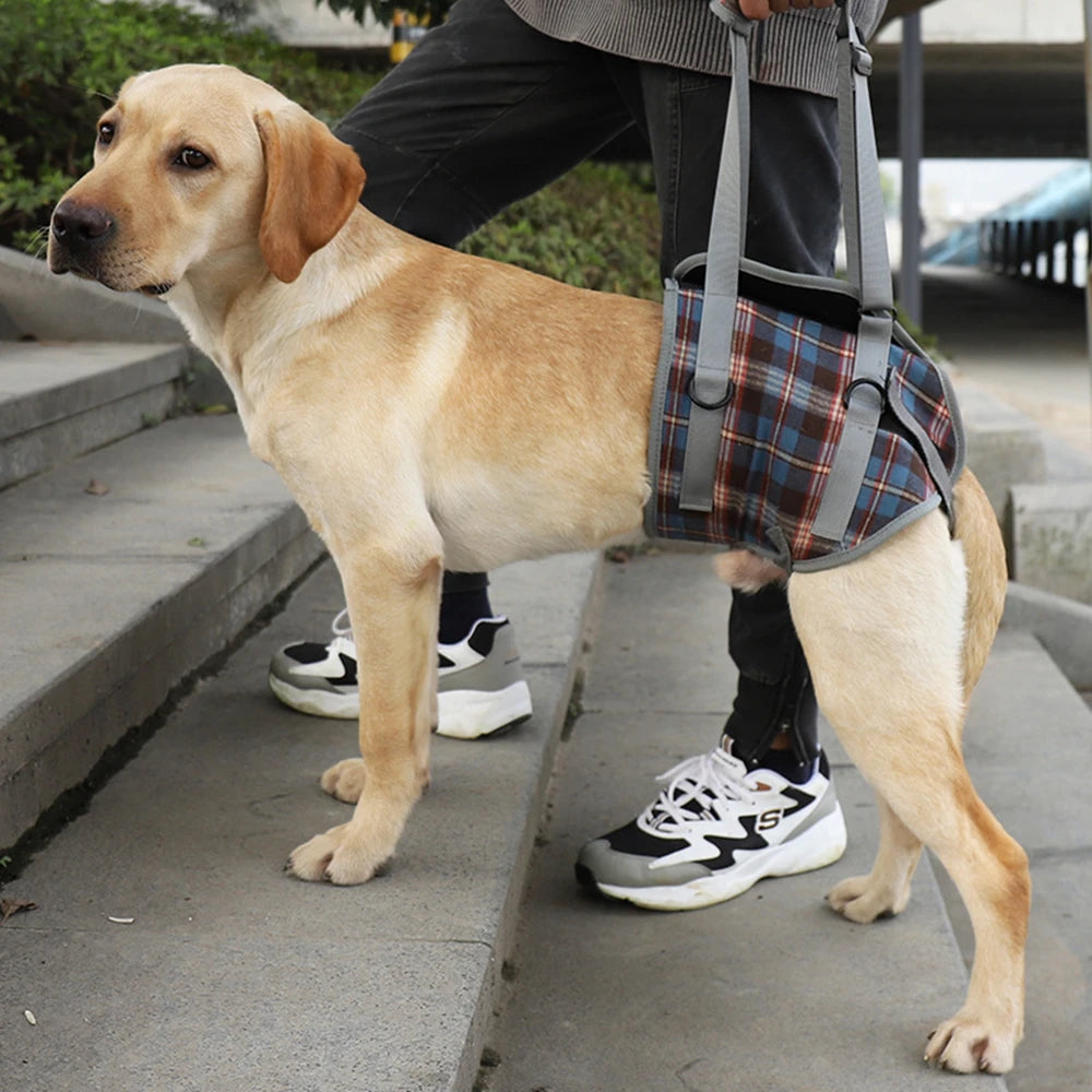 Harnais de maintient pour chien de couleur bleu et gris avec un chien claire. Le chien se fait tenir son train arrière avec un harnais rouge et gris par une poignée. Image produit Boutiquechien
